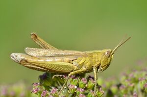 Желто-зеленая самка Chorthippus dorsatus сидит на цветке