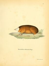 Die Säugthiere in Abbildungen nach der Natur, mit Beschreibungen (Plate 39) (8557402518).jpg