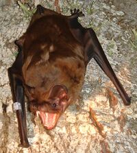 GreaterNoctule.JPG