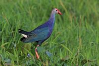 Grey-headed swamphen (Porphyrio poliocephalus) female.jpg