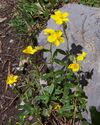Helianthemum grandiflorum a1.jpg