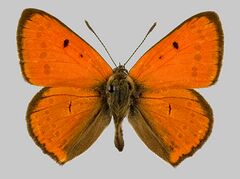 Lycaena dispar2.jpg