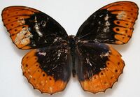 Male Diana Fritillary Megan McCarty27.jpg