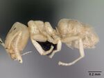 Nebothriomyrmex majeri casent0009951 profile 1.jpg