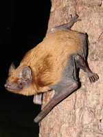 Nyctalus noctula (cropped).jpg