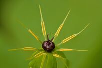 Paris quadrifolia flower - Keila.jpg