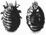 Polish cochineal closeup.JPG