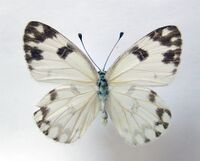 Pontia glauconome male.jpg
