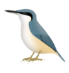 Sitta tephronota.png