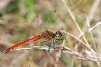 Sympetrum depressusculum 08-09-28 IMG 5990.jpg