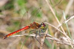 Sympetrum depressusculum 08-09-28 IMG 5990.jpg