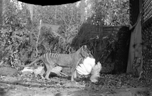 Thylacine-chicken2.png