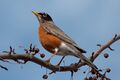 Turdus migratorius 4494.jpg