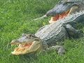 Alligatoren (Alligator mississippiensis) in Florida.jpg