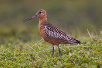 Bar-tailed Godwit.jpg