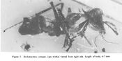 Brown & Carpenter 1978 Sicilomyrmex corniger.jpg