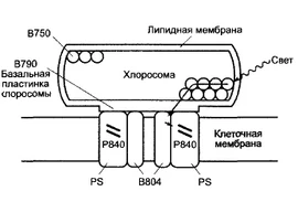 Chlorosome.png