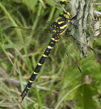 Cordulegaster bidentata RF.jpg