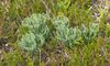 Diphasiastrum tristachyum 240813.JPG