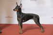 ENGLISH TOY TERRIER, NO JV-14 NO UCH X-Pected Dine Mites X-Factor (23995274170).jpg