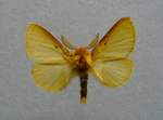 Lemonia taraxaci.jpg