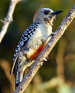 Melanerpes rubricapillus.jpeg