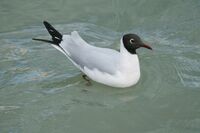 Mouette (3).jpg