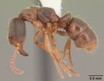 Pachycondyla stigma casent0104187 profile 1.jpg