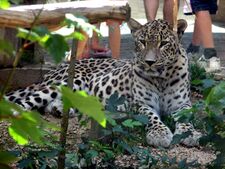 Panthera.pardus.saxicolor-ZOO.Jihlava.jpg