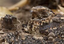 Standard-winged Nightjar 2.jpg