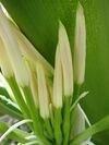 Starr 080606-6997 Crinum asiaticum.jpg