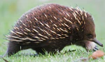 Tachyglossus aculeatus side on (cropped).jpg