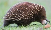 Tachyglossus aculeatus side on (cropped).jpg