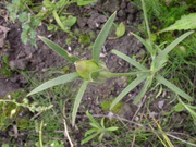 Agrostemma githago fruit 1 AB.jpg