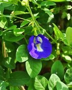 Clitoria ternatea 17 07 2013.jpg