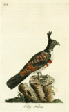 Cohy Falcon Latham.png