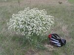 Crambe tataria1.JPG