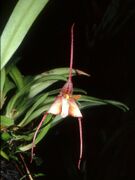 Dracula cochliops Orchi 02.jpg