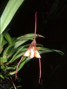 Dracula cochliops Orchi 02.jpg