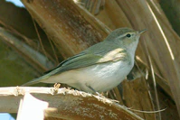 Eastern Bonelli's Warbler.jpg