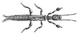 Embia major hor.png