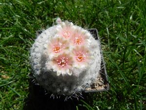 Epithelantha micromeris subsp. pachyrhiza.JPG