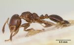 Gauromyrmex bengakalisi casent0172783 profile 1.jpg