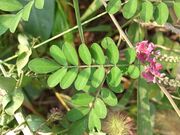 Indigofera pseudotinctoria 2.JPG