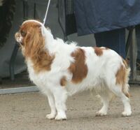 King Charles Spaniel Blenheim 1.jpg