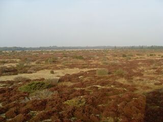 Lille Vildmose from viewpoint.jpg