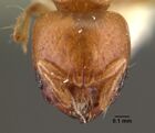 Melissotarsus beccarii casent0101464 head 1.jpg