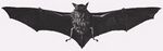 Myotis chiloensis.jpg