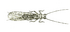 Neoperla clymene hor.png