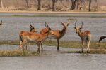 Red Lechwe in the Okavango.jpg